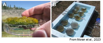 Frontier in Microbiology publication 5-26-23.png